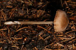 Image of Entoloma incanosquamulosum (Largent) Noordel. & Co-David 2009