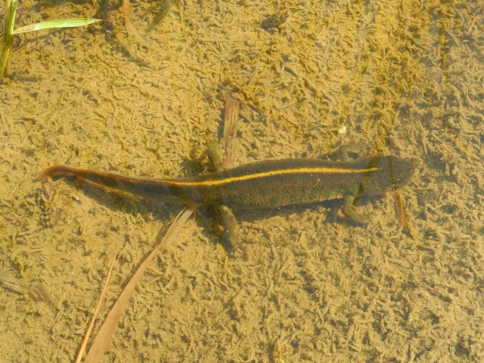 Image of Italian crested newt