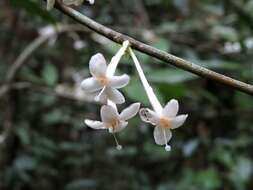 Image of Phaleria clerodendron F. Müll. ex Benth.