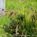 Image of Montane Yellow-finch