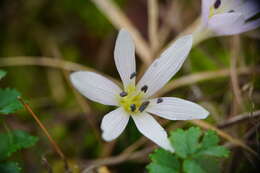 Image of Colchicum hungaricum Janka