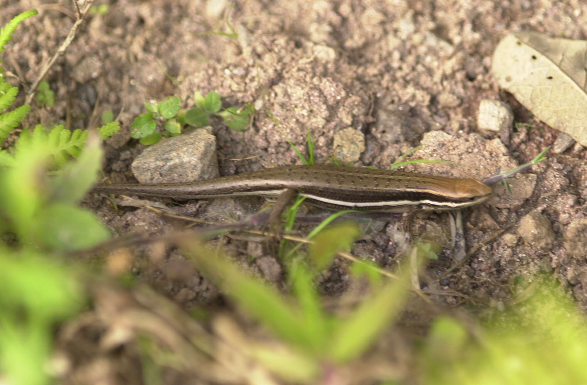 Слика од Trachylepis gravenhorstii (Duméril & Bibron 1839)