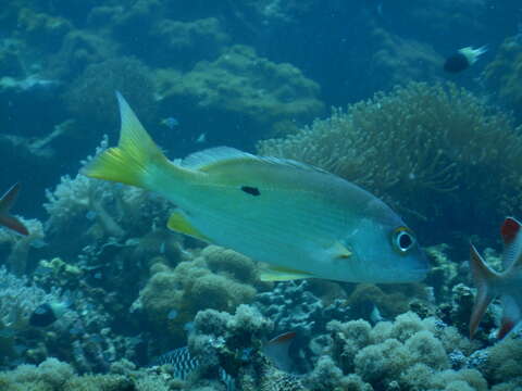 Image of Blackspot snapper