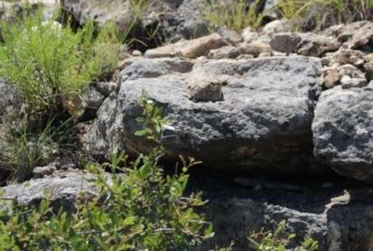 Image of Sceloporus poinsettii axtelli Webb 2006