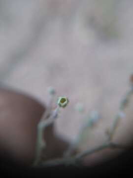 Image of Euphorbia guatemalensis Standl. & Steyerm.