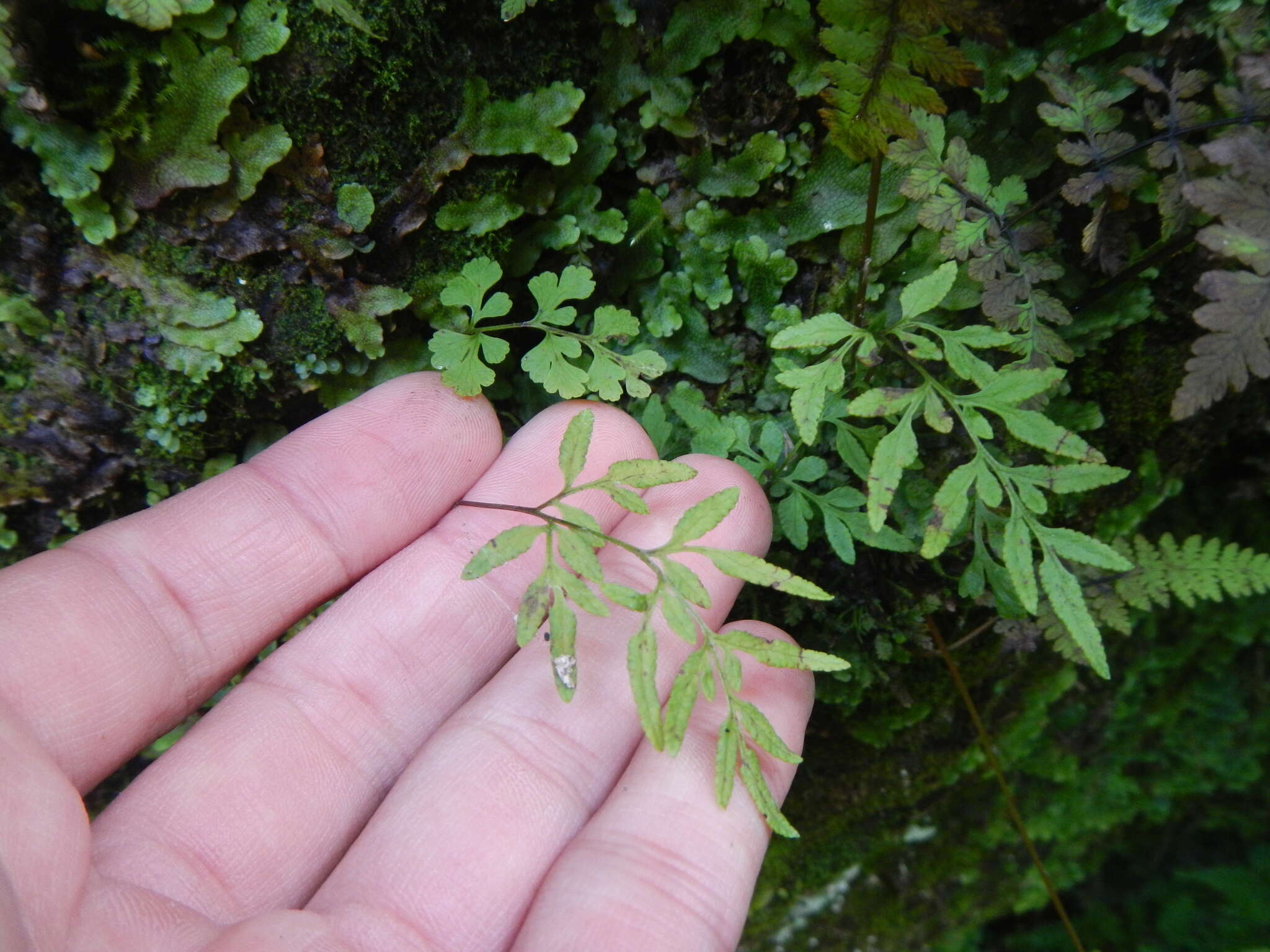 Sivun Cryptogramma stelleri (Gmel.) Prantl kuva