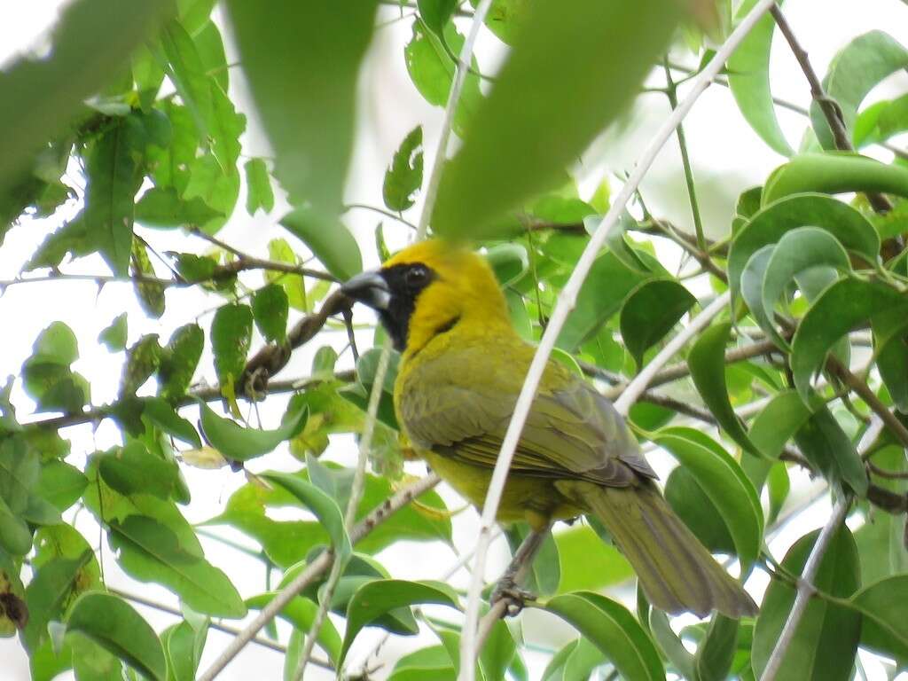 Plancia ëd Caryothraustes canadensis (Linnaeus 1766)