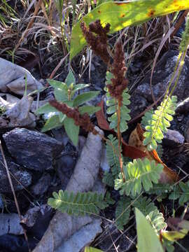 Imagem de Anemia oblongifolia (Cav.) Sw.