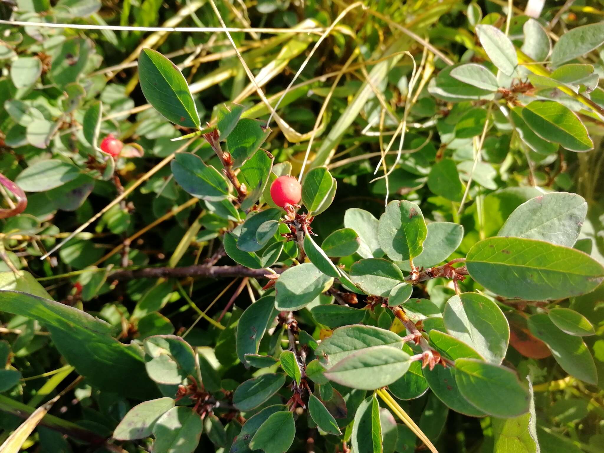 Image of Cotoneaster uniflorus Bunge