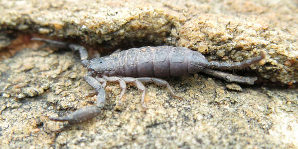 Image of Flat rock scorpion