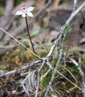 Image of Caladenia lyallii Hook. fil.