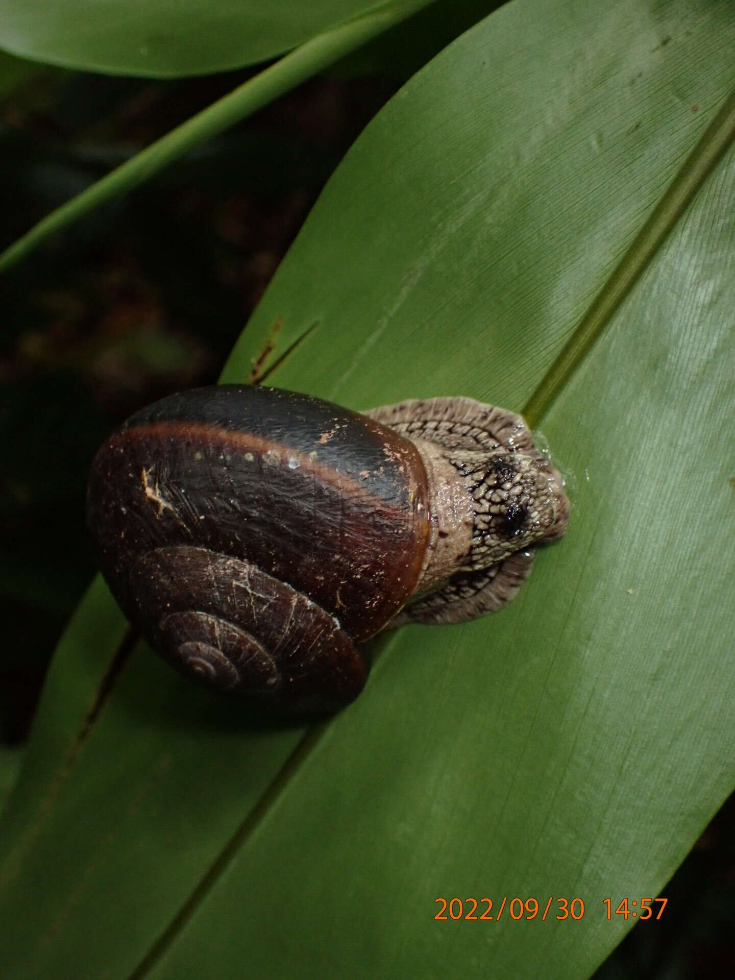 صورة Cryptozona menglunensis D.-N. Chen, N.-G. Zhang & S.-M. Ma 1995