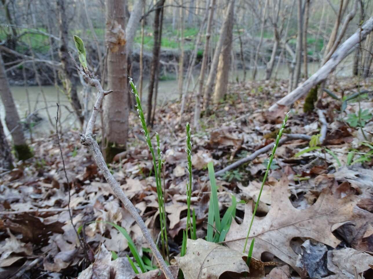 Sivun Oryzopsis asperifolia Michx. kuva