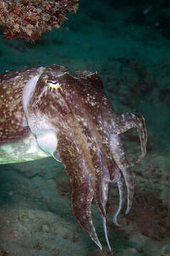 Image of Broadclub Cuttlefish