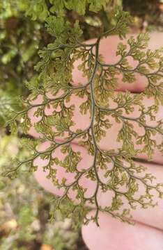 Image of Hymenophyllum pluviatile Perrie & Brownsey