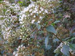 Image of Ageratina ligustrina (DC.) R. King & H. Rob.