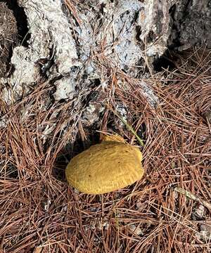 Слика од Buchwaldoboletus lignicola (Kallenb.) Pilát 1969