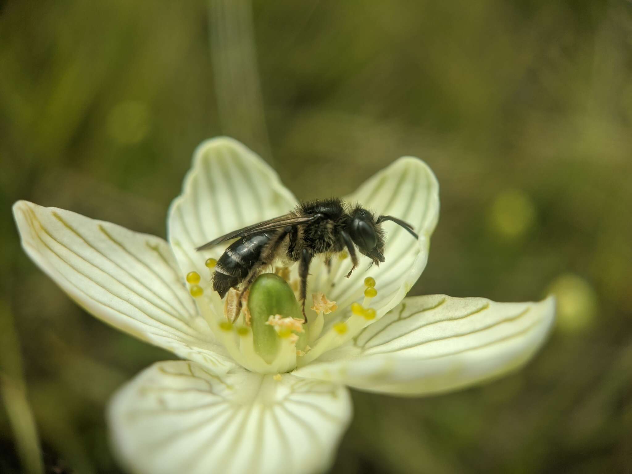 Image of Andrena parnassiae Cockerell 1902