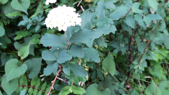 Image of Reeves' meadowsweet