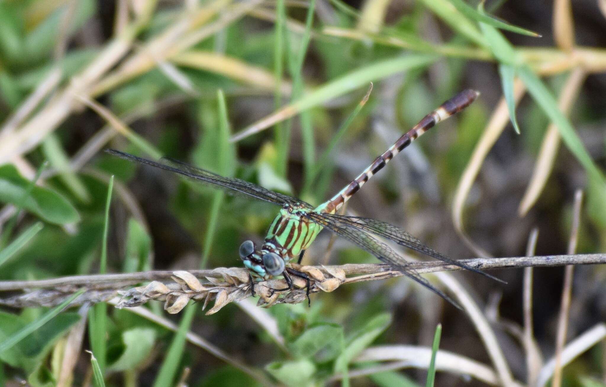 Image of Blue-faced Ringtail