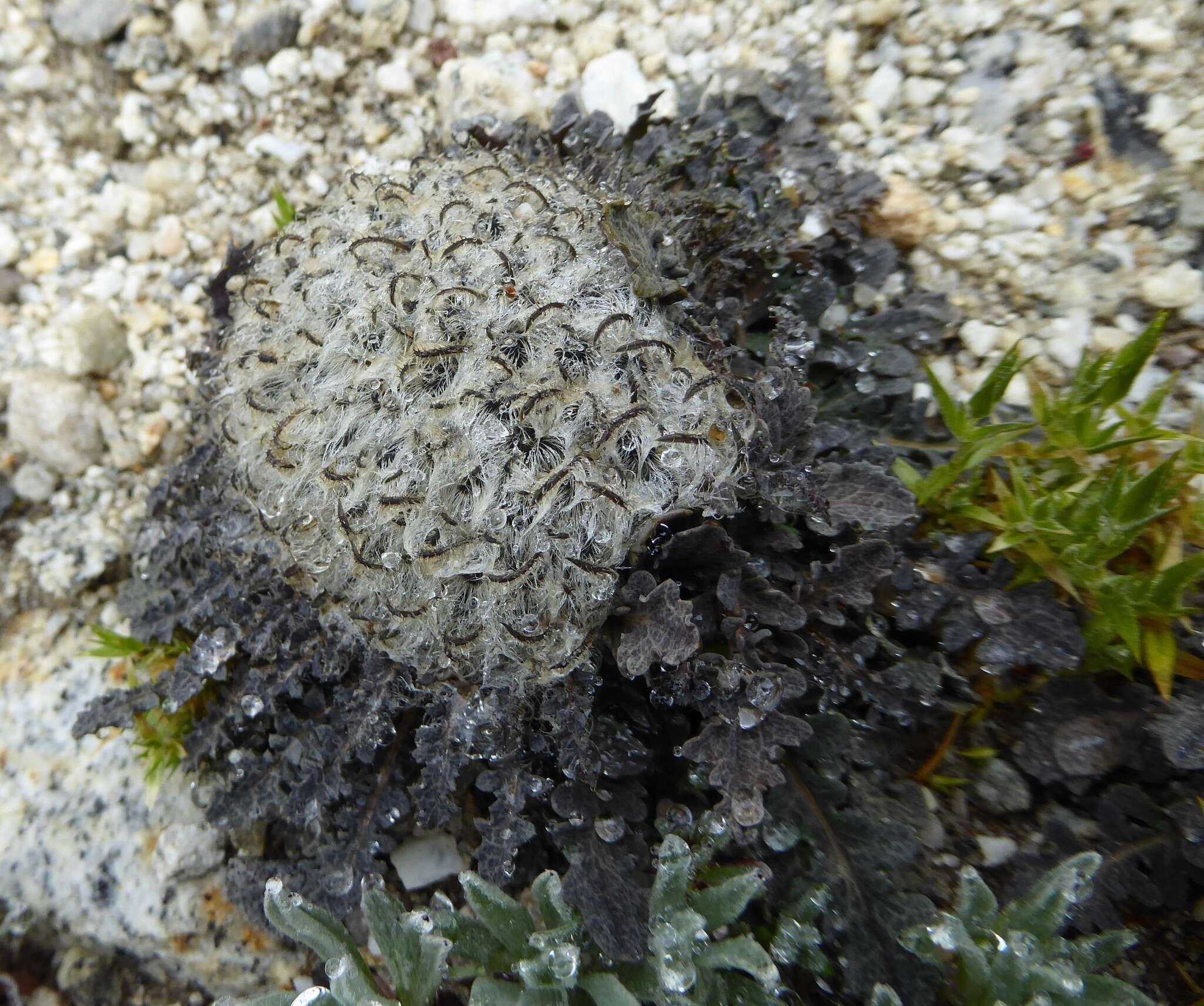 Image of Soroseris pumila Stebbins