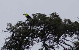 Image of Keel-billed Toucan