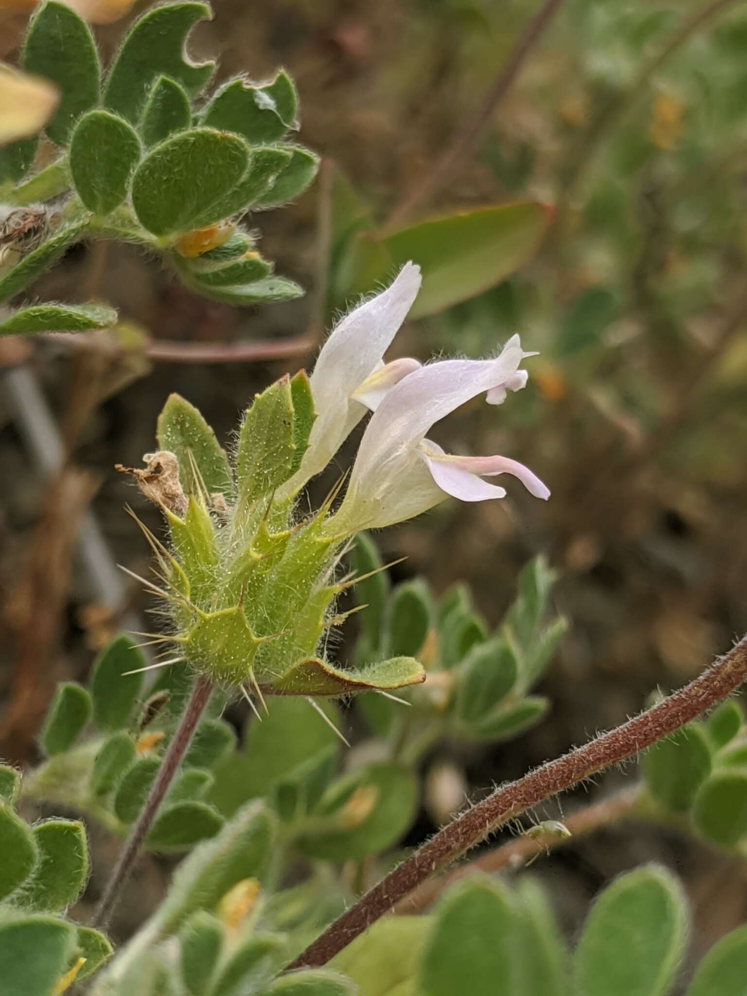 Image of Santa Clara thorn-mint