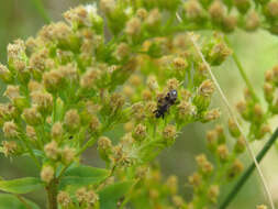 صورة Ligyrocoris sylvestris Linnaeus & C. 1758