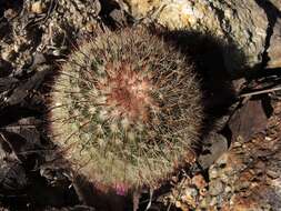 Mammillaria jaliscana subsp. jaliscana的圖片