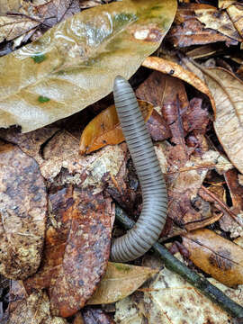 Image of Narceus gordanus (Chamberlin 1943)