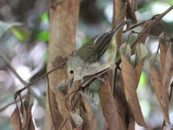 Image of Large-billed Scrubwren