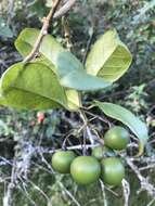 Image of Solanum luculentum C. V. Morton ex S. Knapp