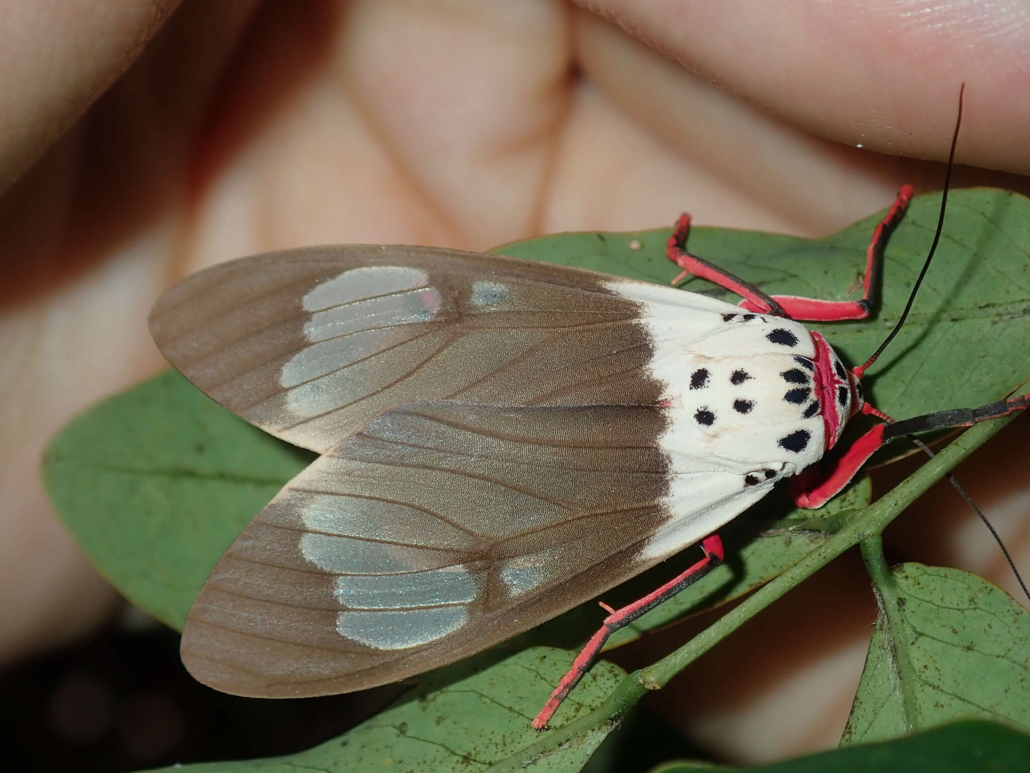 Image of Amerila crokeri MacLeay 1827