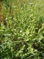 Image of Klasea cerinthifolia (Sm.) Greuter & Wagenitz