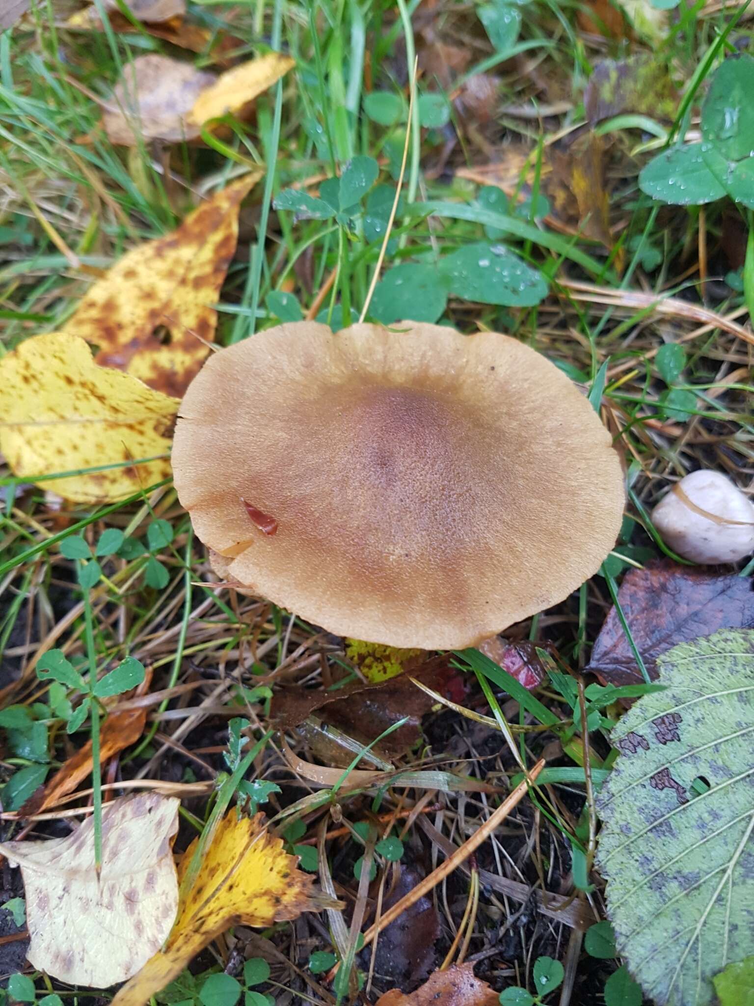 Слика од Cortinarius venetus (Fr.) Fr. 1838