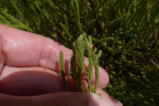 Image of Brunia paleacea Berg.