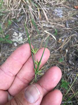 Image de Cyperus houghtonii Torr.