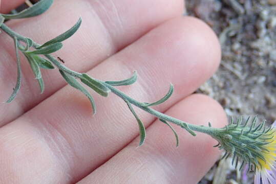 Imagem de Dieteria asteroides var. asteroides