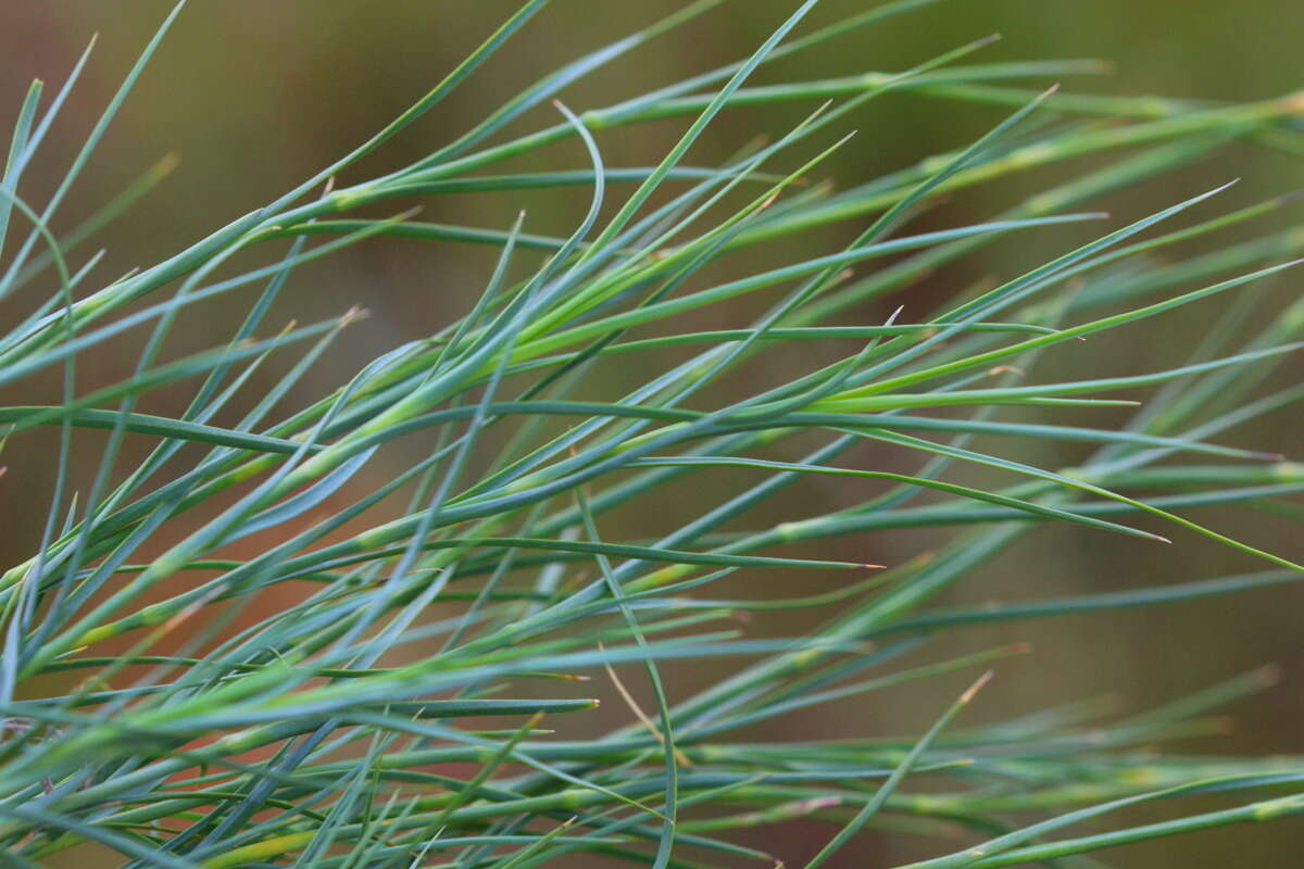 Image of Dianthus mooiensis subsp. kirkii (Burtt Davy) Hooper