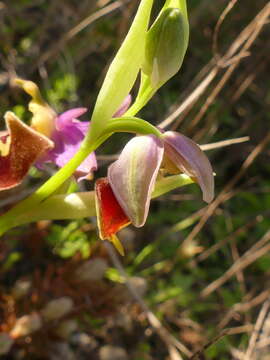 Image of Ophrys fuciflora subsp. apulica O. Danesch & E. Danesch