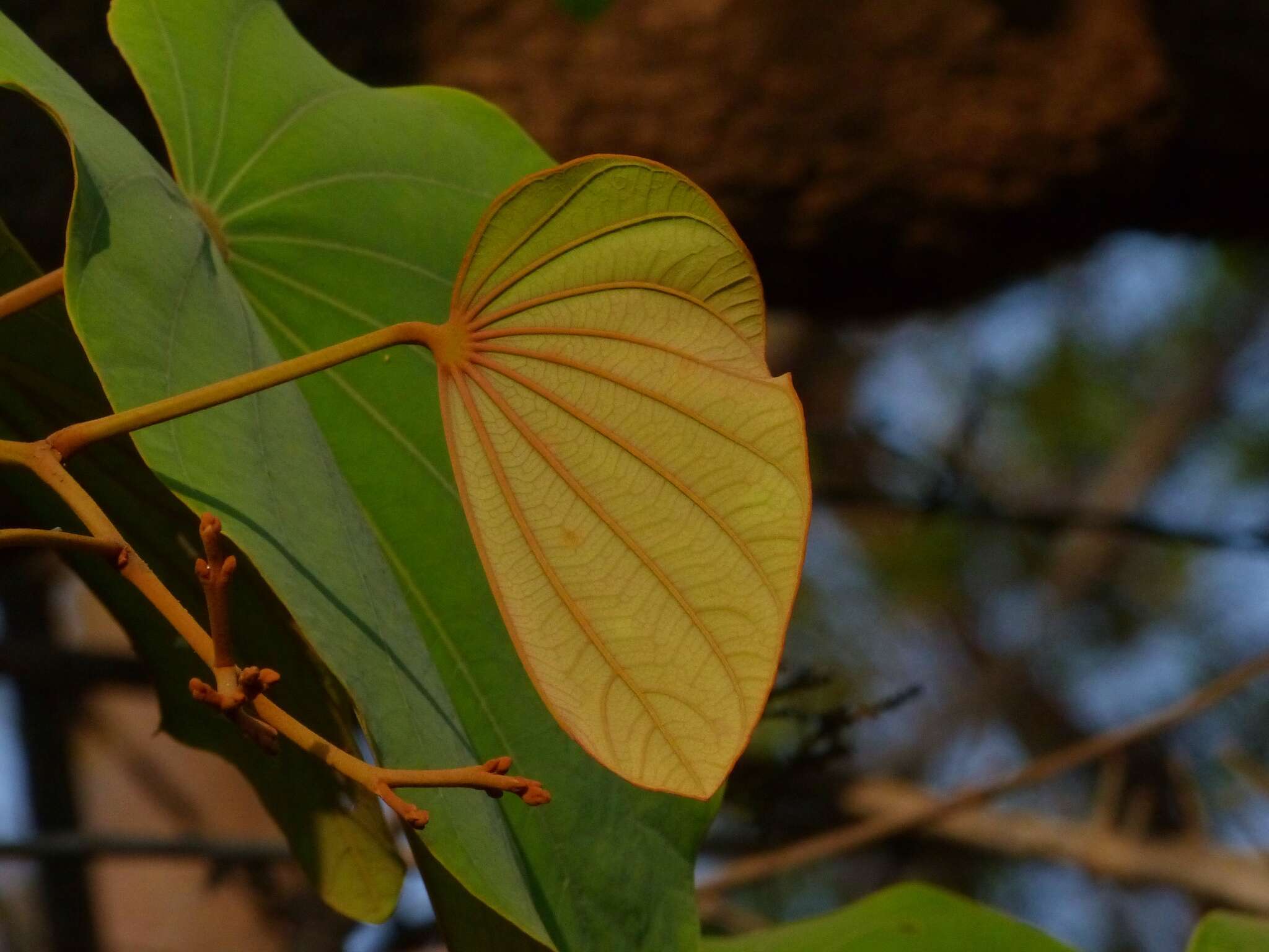 Image of Bauhinia foveolata Dalzell