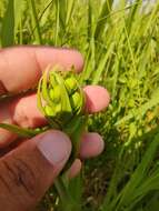 Image of Western prairie fringed orchid