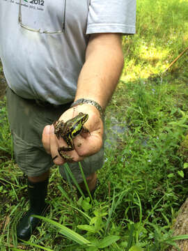 Image de Petite grenouille verte