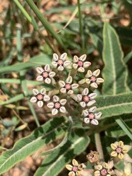 Image of Asclepias meliodora (Schltr.) Schltr.