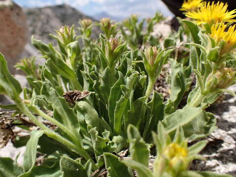 Imagem de Lorandersonia peirsonii (D. D. Keck) Urbatsch, R. P. Roberts & Neubig