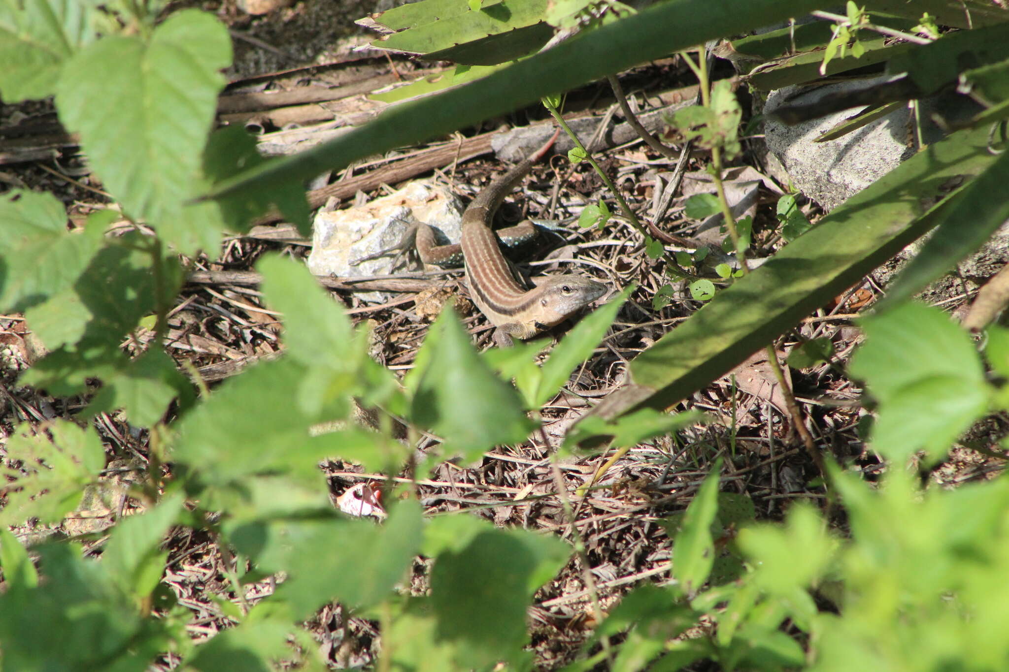 Plancia ëd Aspidoscelis guttatus (Wiegmann 1834)