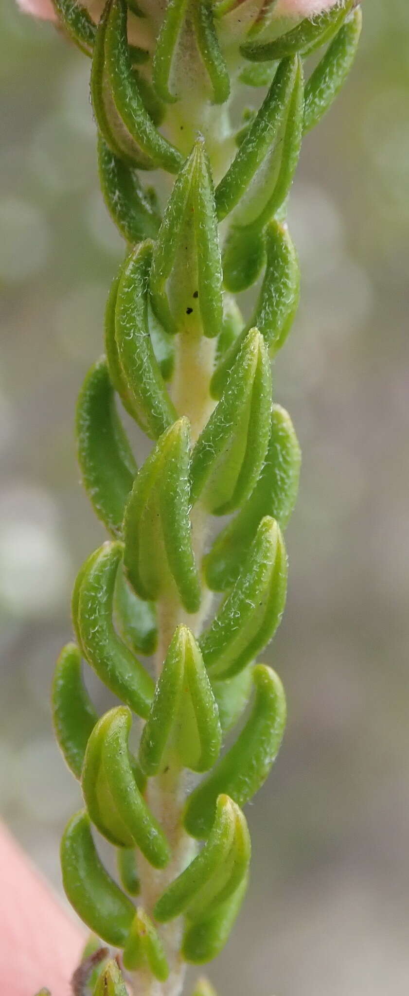 Image of Phylica purpurea var. pearsonii Pillans