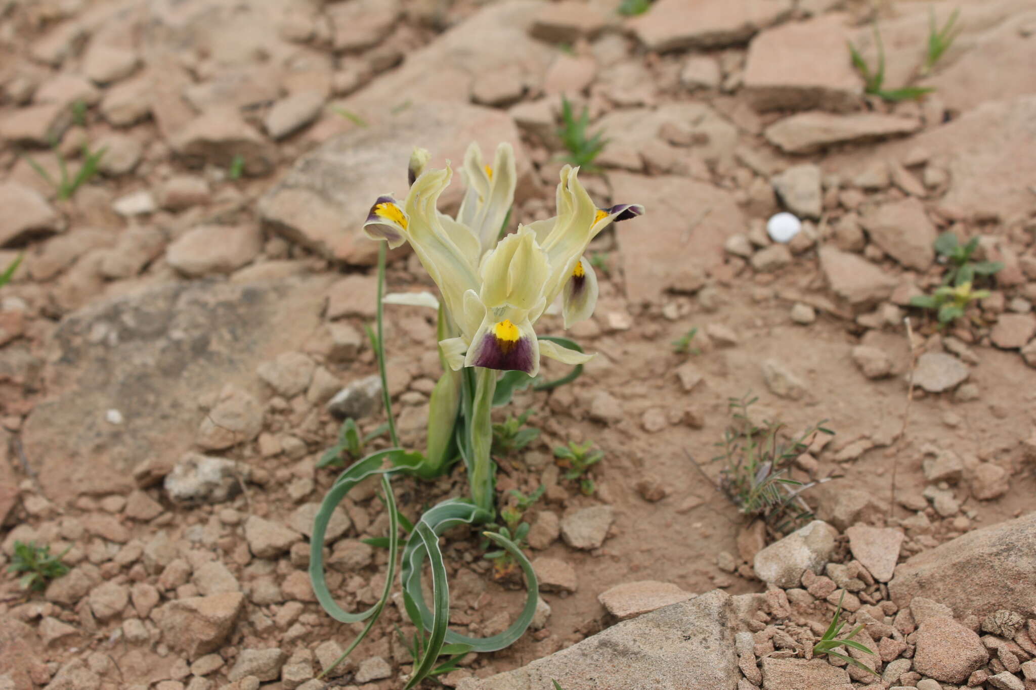 Image of Persian Iris