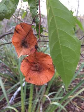 Plancia ëd Pterocarpus rohrii Vahl