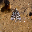 Image of Hierodoris polita